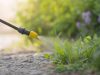 Désherbant glyphosate, comprendre son action et optimiser son application