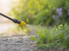 Désherbant glyphosate, comprendre son action et optimiser son application