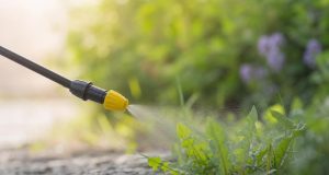 Désherbant glyphosate, comprendre son action et optimiser son application