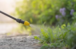 Désherbant glyphosate, comprendre son action et optimiser son application